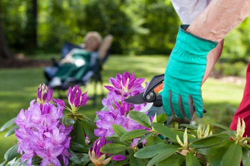 In a well-maintained outdoor garden scene, a gardener wearing turquoise gardening gloves is trimming a vibrant pink rhododendron shrub with a handheld pruning tool. The shrub showcases dense clusters of pink flowers and lush green leaves. In the background, there is a neatly mowed lawn with rich, green grass, bordered by some young trees and other garden plants, creating a peaceful and orderly landscape typical of a Balham outdoor space. A pathway or paved area is partially visible at the edge of the scene, indicating a structured garden layout. The weather appears bright and sunny, casting soft natural light on the scene, emphasizing the vivid colours of the flowers and foliage. This image captures the professional gardening and hedge trimming services offered by Hedge Trimming Balham, providing a clear visual example of garden maintenance work in a typical UK suburban garden setting.
