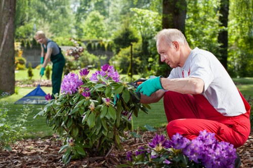 Expert gardener trimming hedges in Balham